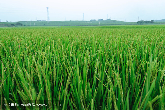 稻田
Paddy Rice Fields