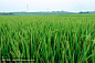 稻田
Paddy Rice Fields