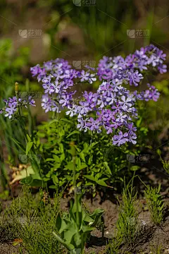 5月在花园中开春的钻形夹竹桃