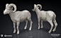 Horizon Forbidden West – Bighorn Sheep