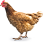 鸡肉PNG图片