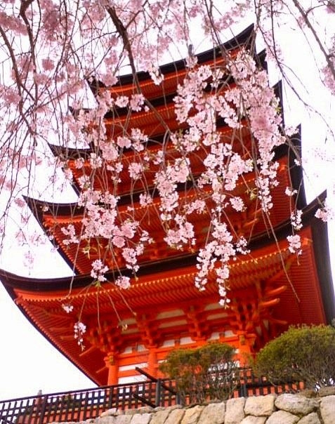Sakura at Miyajima #...