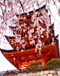 Sakura at Miyajima