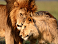 animals lions  / 1600x1200 Wallpaper