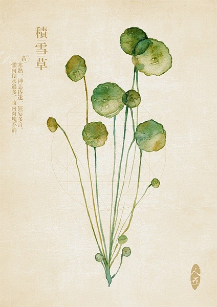 中草药绘本-积雪草
