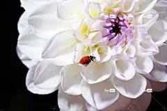 大丽花 全高清壁纸 笔记本电脑壁纸 瓢虫 花 花壁纸 酷背景