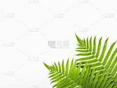 留白,夏天,白色背景,概念,枝,蕨类,极简构图,背景,分离着色,平铺