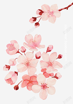 杏花素材