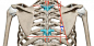 肩胛骨的搜索结果_百度图片搜索