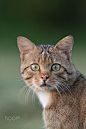 Felis silvestris by Gutfreund Olivier ( Rucher) on 500px