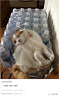 猫咪说：世界上没有不合适的容器，如水的我们在哪都可以躺下~
#萌宠那些事# ​​​​