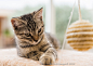 Cat and ball by Gérard Sauze on 500px