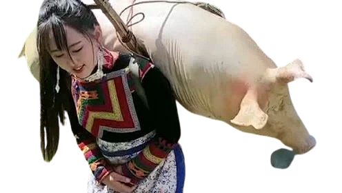 美女背猪1