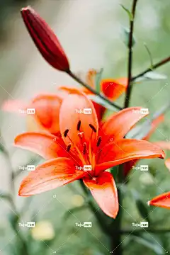 百合 美丽的花朵 花 植物 锁屏壁纸 橙色百合 手机壁纸4K 花瓣