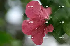 芙蓉 花 花壁纸 植物 粉红色的花 花卉背景 花瓣 美丽的花朵