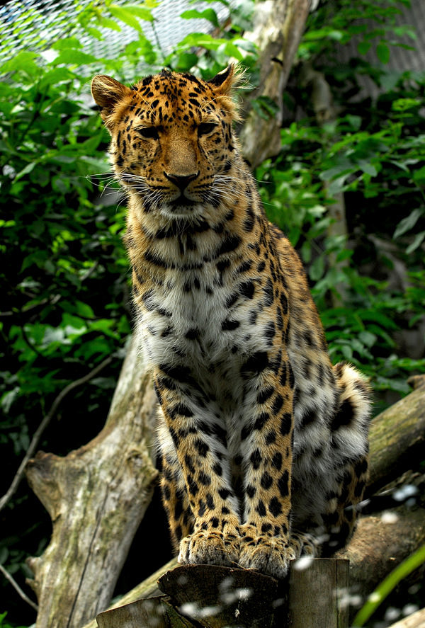 Leopard's Perch by S...