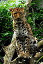 Leopard's Perch by Shadow
