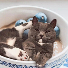 邹惜君采集到吃猫猫