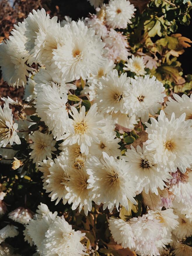 bouquet of white dai...