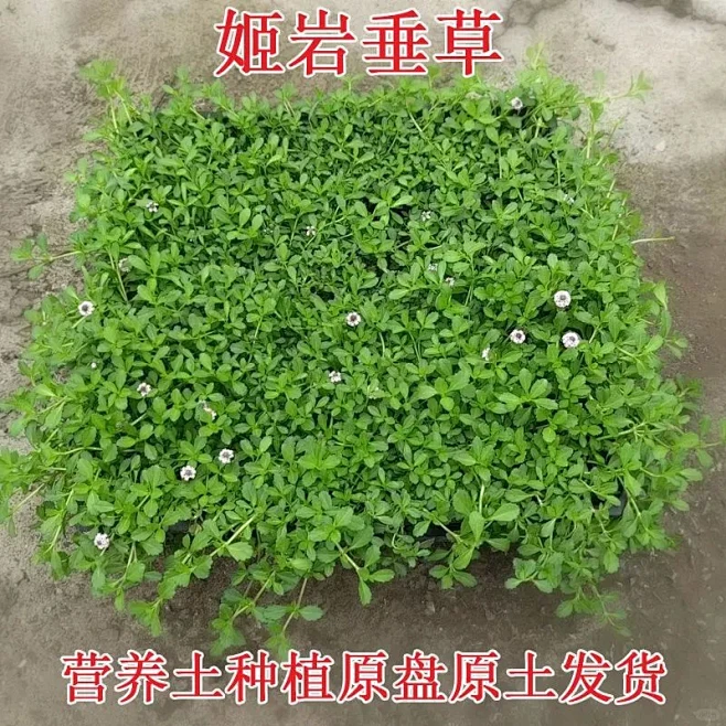 姬岩垂草（学名：Phyla canescens），是一种原产于智利的多年生草本植物，具有匍匐生长的特性，茎节触地后可以生根，叶片披针形，边缘有 ...