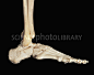 Google 图片搜索 http://www.sciencephoto.com/image/119086/large/C0055372-Bones_of_the_human_foot_and_ankle-SPL.jpg 的结果