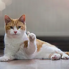 花猫猫为你竖起大拇指 - 猫猫为你竖起大拇指点赞 - 斗图表情包 - 斗图神器 - adoutu.com