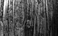 植物花卉水果合集高清壁纸桌面壁纸2