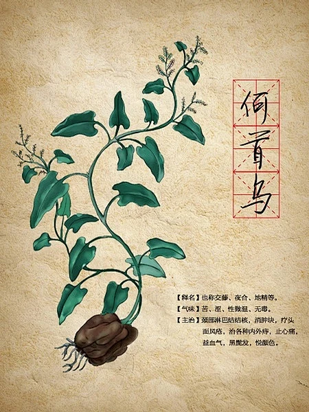 何首乌-花瓣网