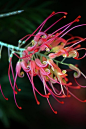 Red Grevillea 'Spider Flower'