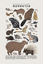 动物物种图鉴海报