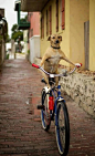 Bicyles ♥ / Dog Riding the Bike. | Most Beautiful Pages
