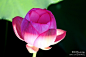 阳光绿植 荷花 -