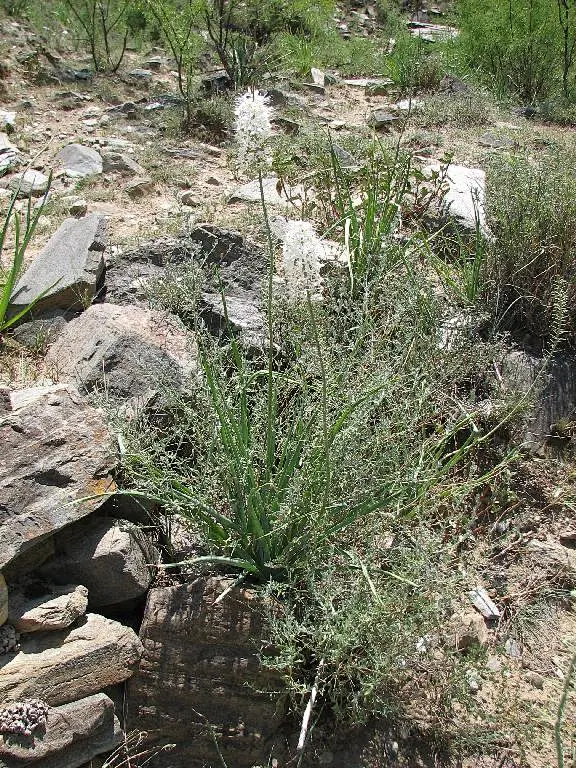 中文学名 独尾草 拉丁学名 Eremurus chinensis O．Fedtsch． 科中文名 百合科 科拉丁名 Liliaceae 属中文名 独尾草属 俗名别名 形态特征 植株高60-120厘米；须根肉质柔软，长可达20厘米；叶条形，长10-30厘米，宽5-10(--15)毫米，先端长渐尖或钝；花葶粗壮，高68一120厘米，光滑；总状花序长20--50厘米，苞片白色，膜质，狭披针形，先端具尾状芒尖，具1条褐色纵脉；花梗上端有关节，倾斜开展；花被片白色，近倒披针形，中部具1条深