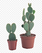 仙人掌 多肉植物 植物 盆栽 png 