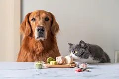 点击来源直接获取大图文件 |Golden retriever and british shorthair cat eat pastries on table