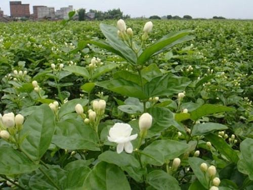 茉莉花