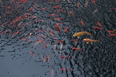 有所求

摄影：洪小漩

场景：上天竺法喜寺

每年都会去上天竺法喜寺进香祈福，较之往年都是在正月，今年特殊情况，便延期到了现如今。

此前，来向菩萨求过家睦，求过姻缘，求过安居，今年只求国泰民安，以及肚子里的宝宝能健康就好。

菩萨一定是听得到。

其实，在出门之前，还和阿科念叨，去求个女儿吧。可是，真正到了菩萨跟前，我们两个持着香，却止住了自己的小心思。无所谓生儿生女，都可。切不可太过贪心。

今天，和陈科走在路上，他说，如果生女儿，那就买20坛女儿红，运回山里爷爷奶奶的老家，封存起来，等闺女出嫁，款