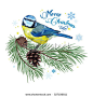 Christmas card. Titmouse sitting on pine branch with cones and snowflakes, isolated on white, vector illustration