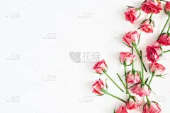 玫瑰,在上面,白色背景,看风景,平铺,留白,请柬,贺卡,背景分离,边框