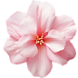 粉色花朵2