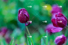花 花卉背景 全高清壁纸 4K壁纸1920X1080 Mac壁纸