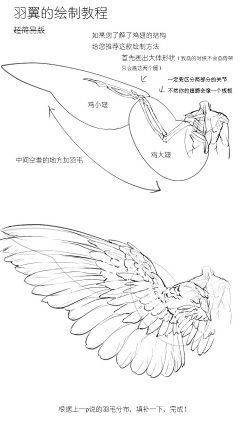 cm-k采集到翅膀
