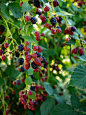 特写一束黑莓在花园里的灌木在阳光明媚的日子图片下载