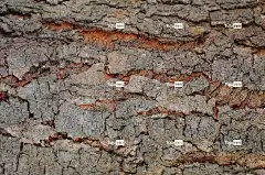 背景 Windows壁纸 4K壁纸 自由背景 树 自然 免费壁纸