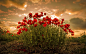 一般2048x1297花植物红色花天空阳光