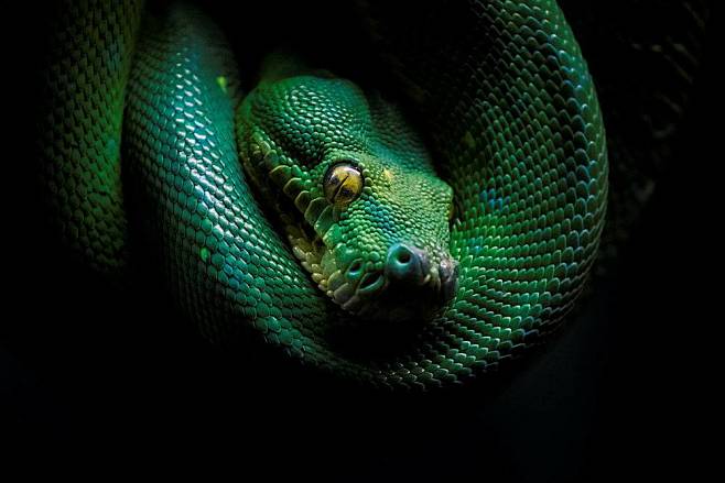 黑暗蛇爬行动物动物绿色588505