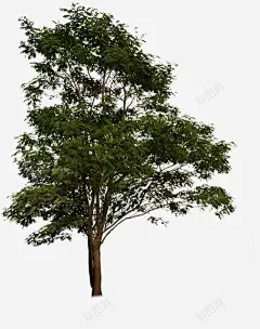 夏日海报绿色植物树木高清素材 夏日 树木 海报 绿色植物 平面广告 设计图片 免费下载
