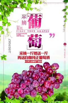 葡萄  - 源文件下载【酷图网】葡萄海报,葡萄上市,提子,葡萄熟了,葡萄采摘,葡萄提子,葡萄红提,葡萄黑提,葡萄广告,葡萄展板,红缇,葡萄采摘节,葡萄园,摘提子,葡萄庄园,葡萄红酒,葡萄节开幕,有机葡萄,葡萄批发,葡萄节,葡萄农业,生态葡萄,吐鲁番葡萄,进口葡萄,葡萄采摘文化,葡萄采摘活动