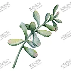 手绘花卉 【酷图网】花卉花语,清新植物,清新花卉,森系小清新,水彩花边,花朵花语,水彩花卉,手绘花卉,森系花纹,淡彩花枝,树枝,花卉花草,浪漫温馨,婚礼手绘,婚宴花卉,清新简约,花艺插花,鲜花,婚礼花卉,结婚花卉,园艺,园林艺术,结婚请帖,婚礼邀请函,温馨幸福,浪漫唯美,婚宴请柬,文艺风