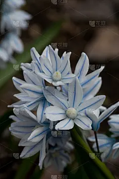 在春天的花园里，蒲公英盛开